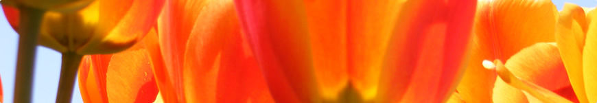 Holland